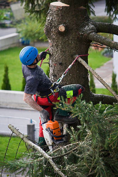 How Our Tree Care Process Works  in  Park Ridge, IL