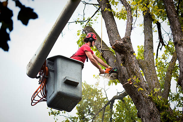 Park Ridge, IL Tree Services Company